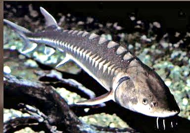 Acipenser naccari_05.jpg